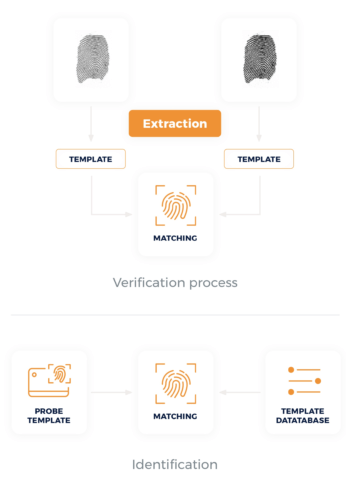 Fingerprint verification and identification process